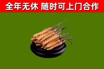 阳谷县烟酒回收冬虫夏草.jpg